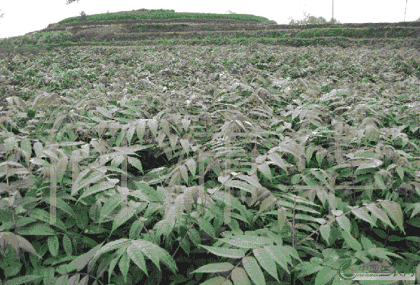 香椿定植于温室或大棚后应如何管理土壤(香椿定植于温室或大棚后应如何管理植物)